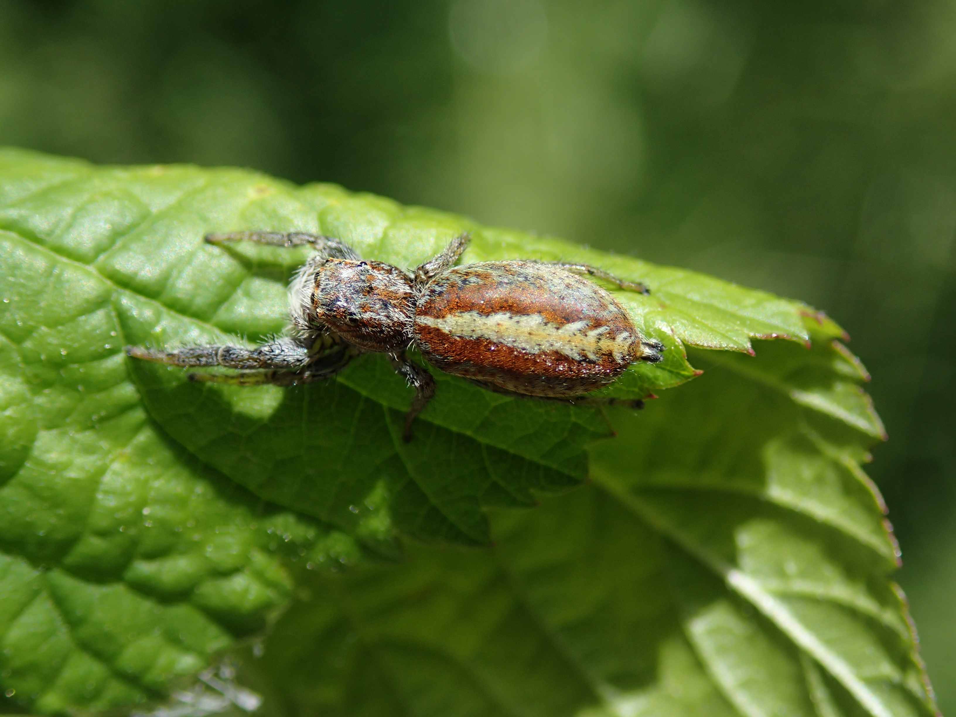 Salticidae:  Marpissa pomatia  - Lughignano (TV)